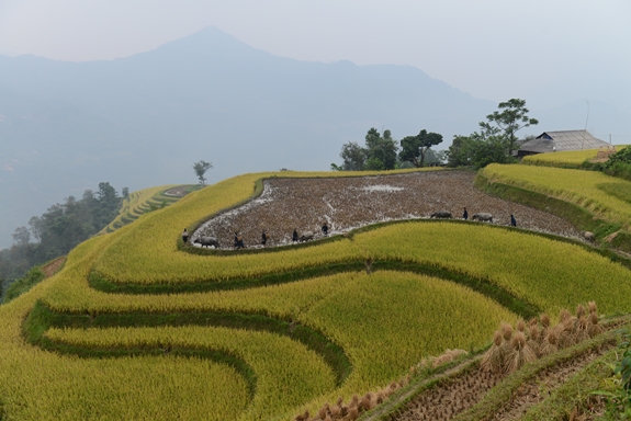 Ruộng bậc thang tại huyện Hoàng Su Phì thu hút khách du lịch tới tham quan.